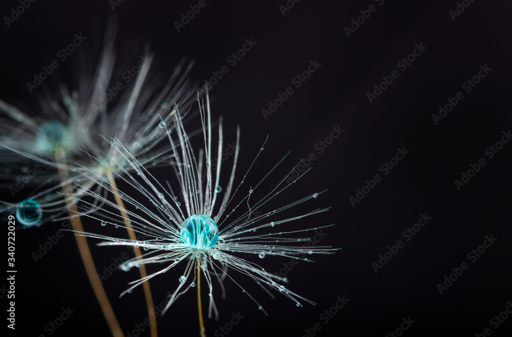 Close up of Dandelion flower seed with dew drops close up. With copy space. Close up of Dandelion flower seed with dew drops close up. With copy space.