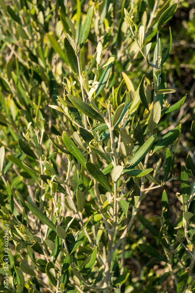 green olive leaves green olive leaves