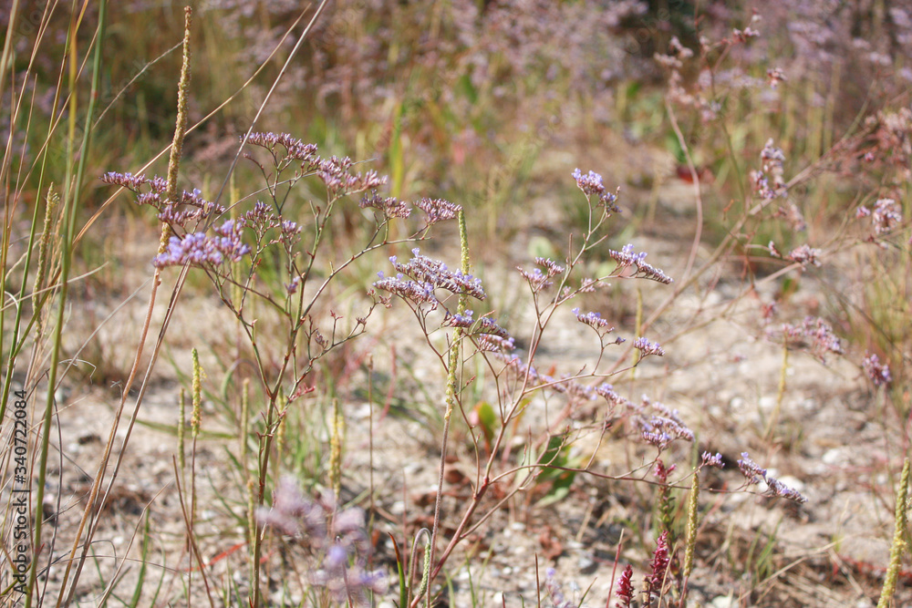 Pink flowers of broadleaf Kermek (other names are statice, limonium, Limonium platyphyllum, tannin root) from the Plumbaginaceae family. Pink flowers of broadleaf Kermek (other names are statice, limonium, Limonium platyphyllum, tannin root) from the Plumbaginaceae family.