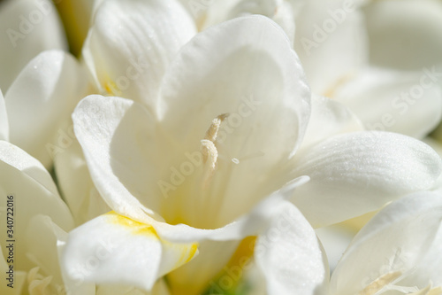 Freesia flowering plants in spring natural light © anca enache