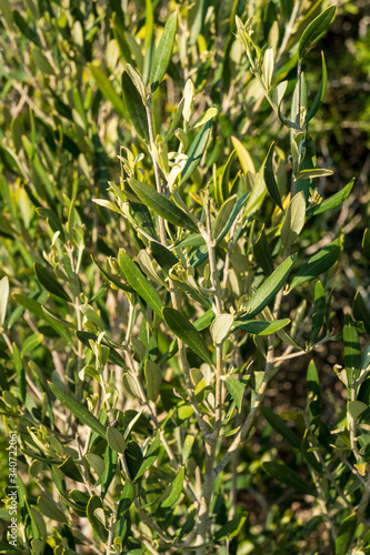 green olive leaves