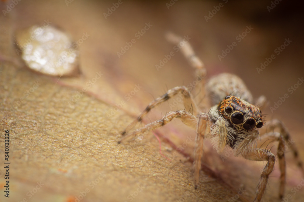 Jumping spider and a water drop Jumping spider and a water drop