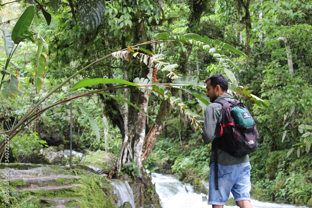 a men walking into the forest to see orchids a men walking into the forest to see orchids