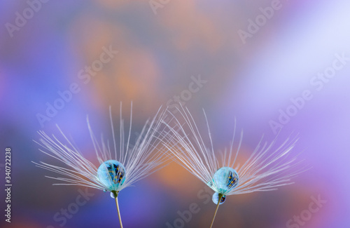 Close up of Dandelion flower seed with dew drops close up. With copy space.