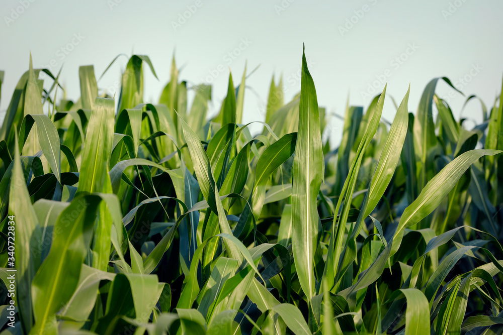 A green field of corn in india A green field of corn in india