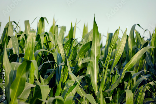 A green field of corn in india