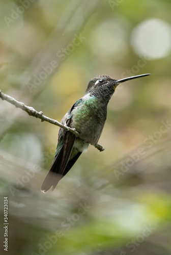Magnificent hummingbird perched on a tree branch