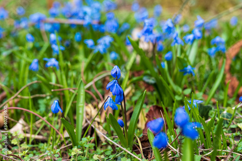 Green clearing of blue flowers. Alpine forget-me-not.  photo