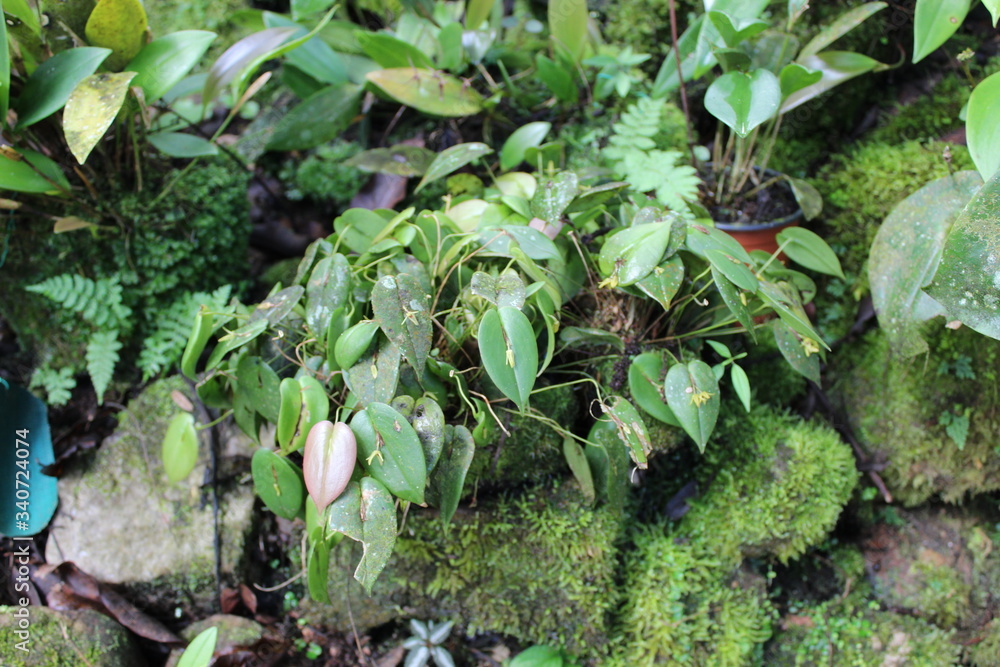 a men walking into the forest to see orchids a men walking into the forest to see orchids