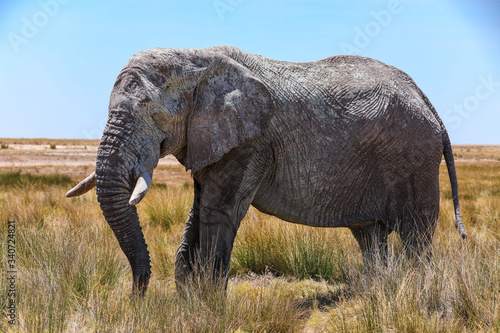 Lone mud covered bull elephant in the tall grass