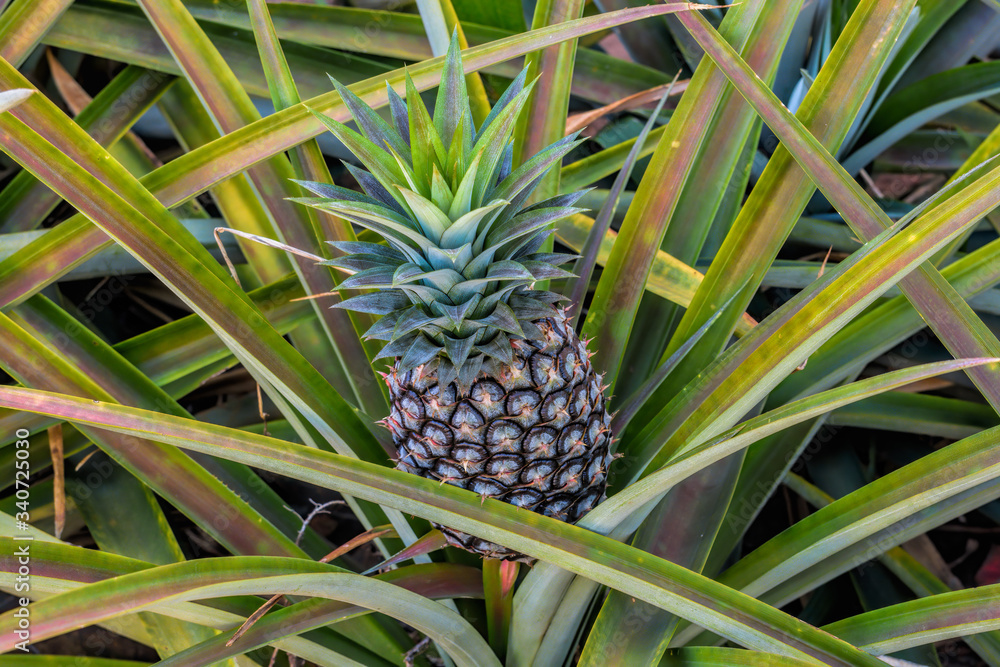 Obraz premium Green tropical fruit pineapple growing on a bush.