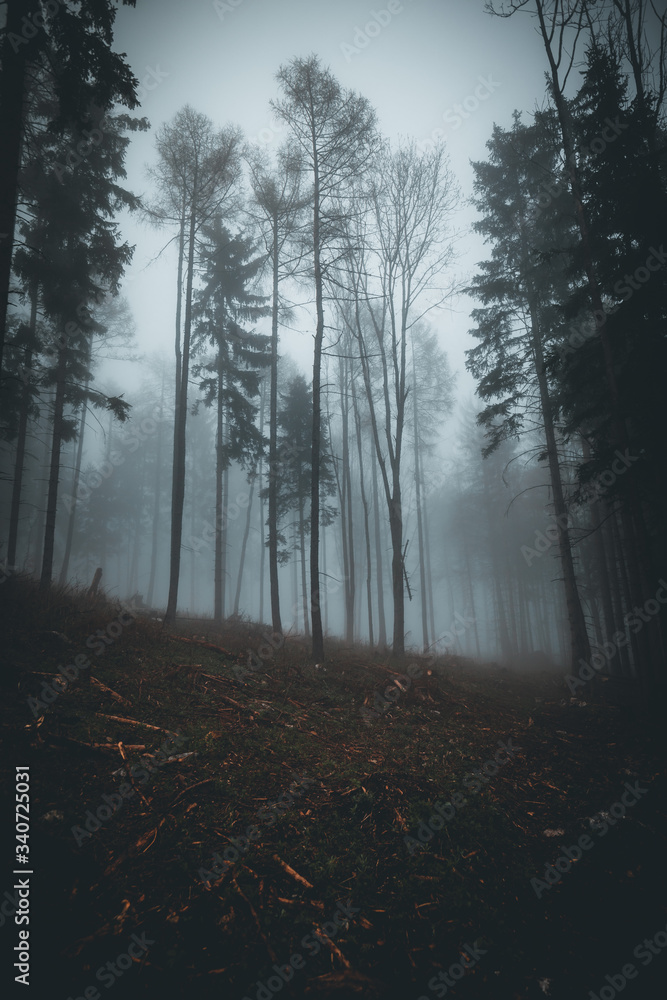 foggy forest during spring in austria moody edit