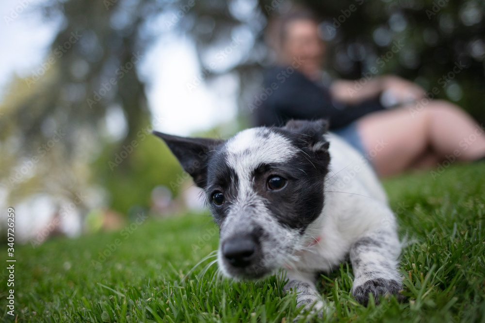 jack russell terrier