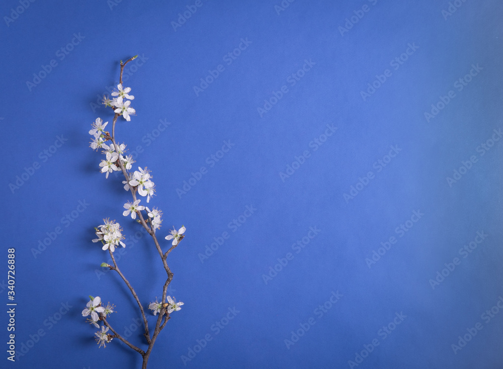 Trendy spring layout made with a cherry branch on a blue background. Minimal concept of a spring flower or nature with a creative copy space. Trendy spring layout made with a cherry branch on a blue background. Minimal concept of a spring flower or nature with a creative copy space.