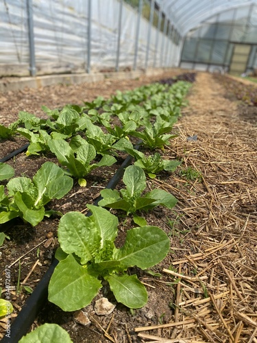 tomato plants in a greenhouse