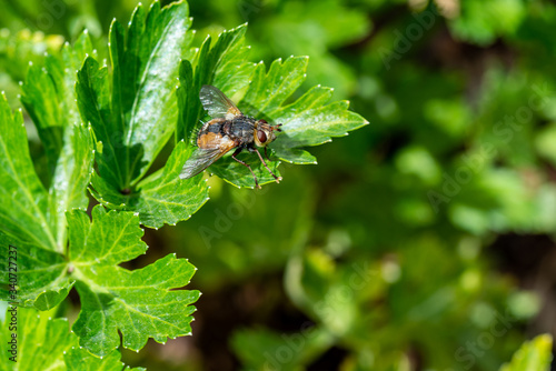 big fly on parsley © Federico
