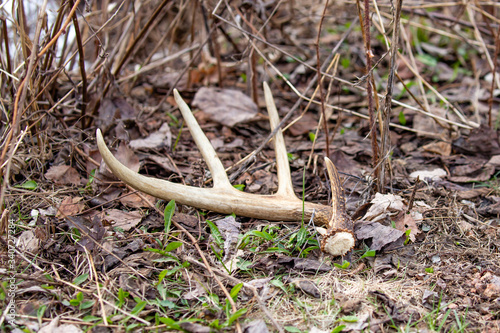 Fényképezés Wisconsin White-tailed Deer antler shed laying on the ground in April