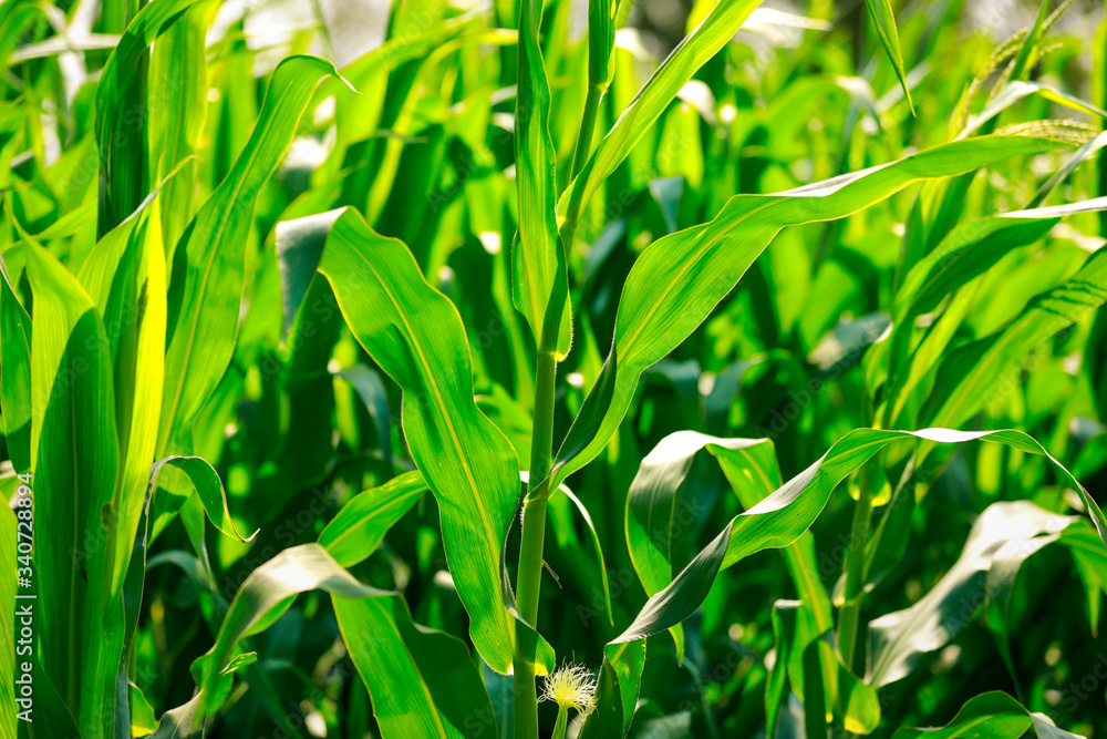 A green field of corn in india A green field of corn in india