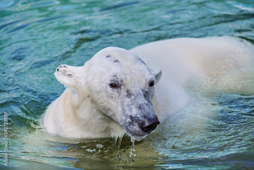 Beautiful portrait of a polar bear at the north pole. Old polar bear in the water
