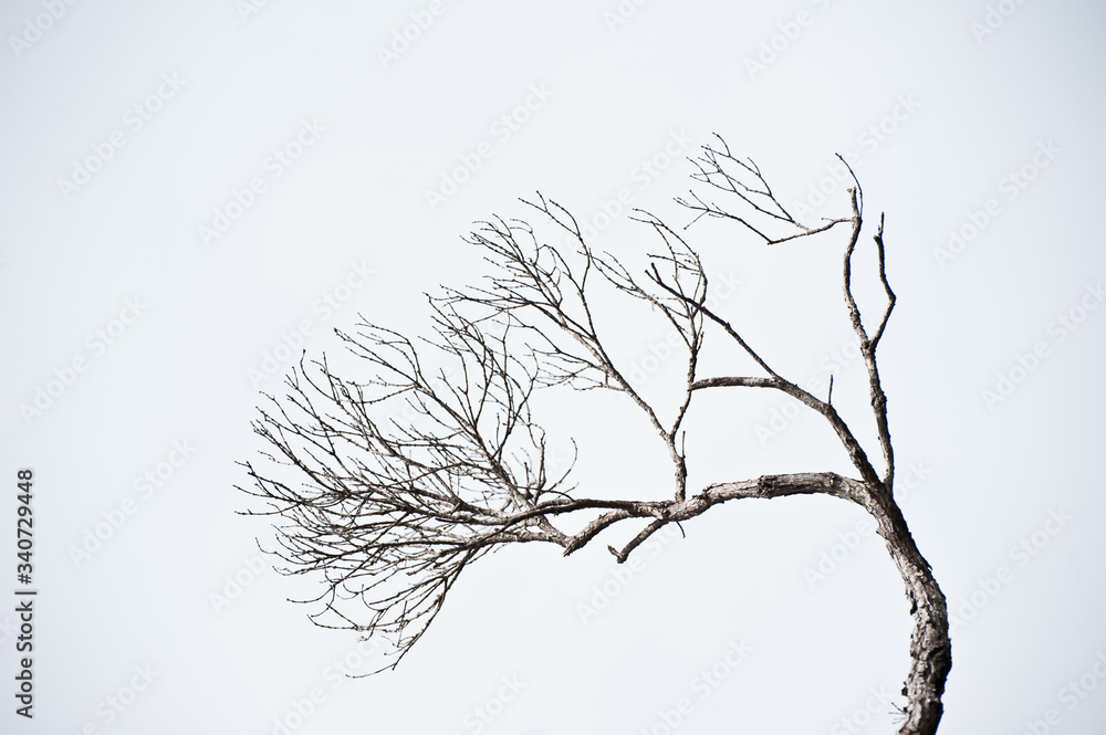 Fototapeta premium naked branch