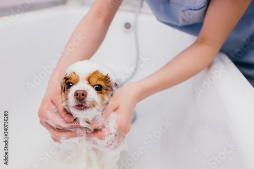 Canvas Print little sweet pet spitz get shower before grooming, cutting hair and claws