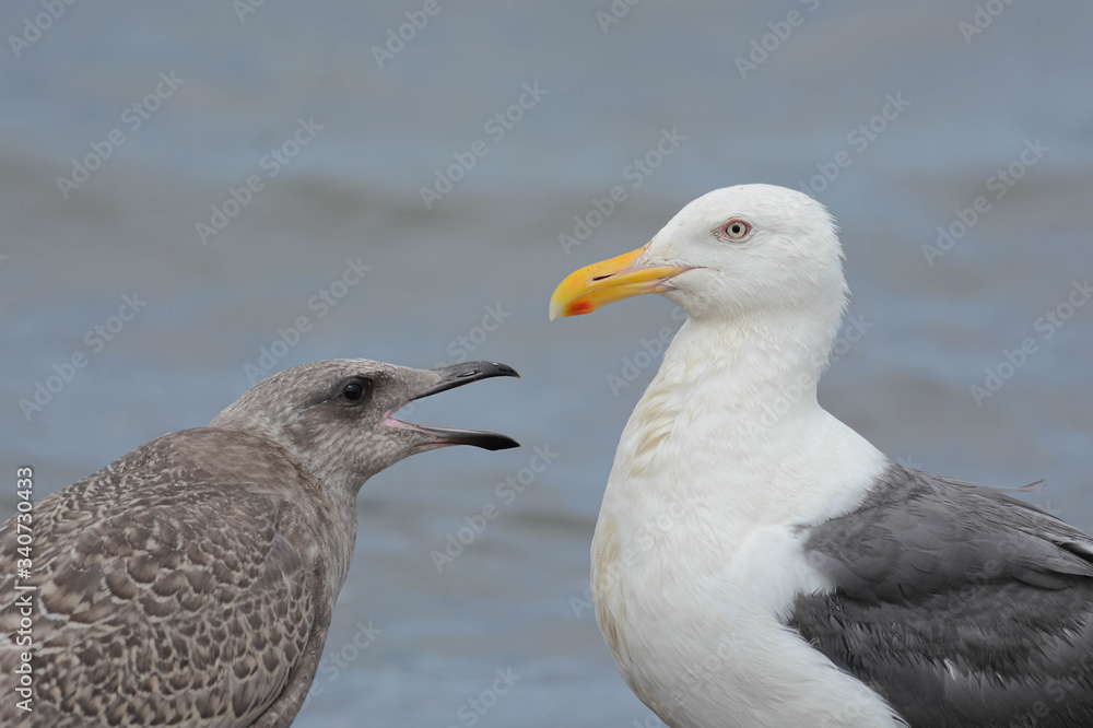 Obraz premium カモメの親子