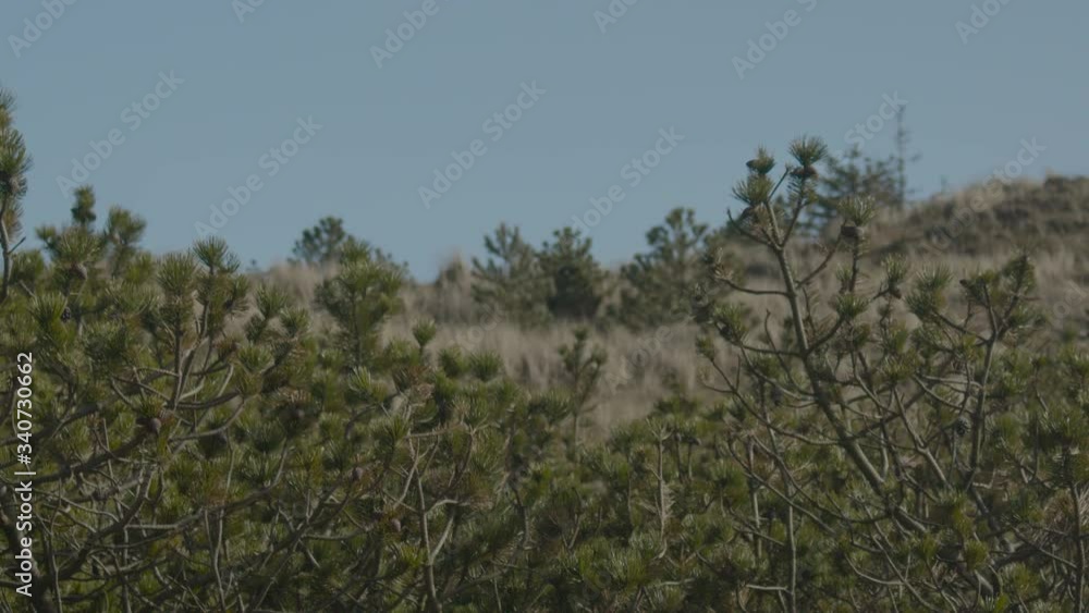 View through pines that grow in the dunes. View through pines that grow in the dunes.