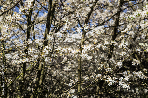 Wallpaper Mural Firework of white cherry plum flowers on a background of blue sky. Torontodigital.ca
