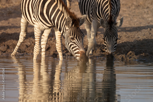 Zebras drinking in the early morning mirrored in the water
