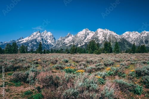 Summer Flowers and the Tetons