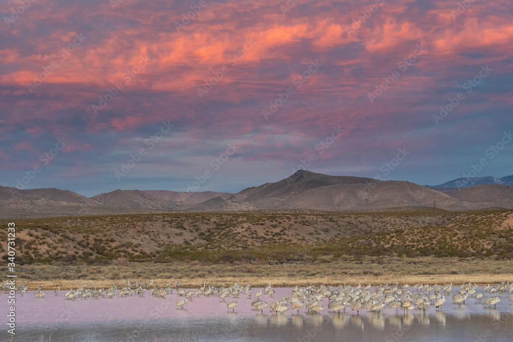 Sunrise over a pond in New Mexico filled with Sandhill Cranes