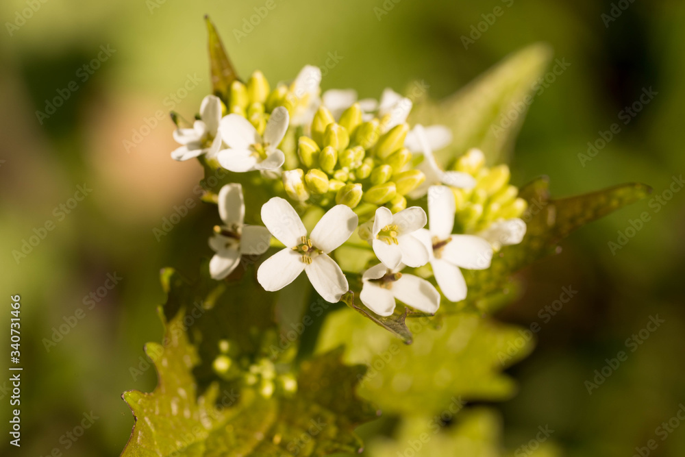 close-up of a white flowering alliara petiolata (knoblauchsrauke) in a forest in germany close-up of a white flowering alliara petiolata (knoblauchsrauke) in a forest in germany