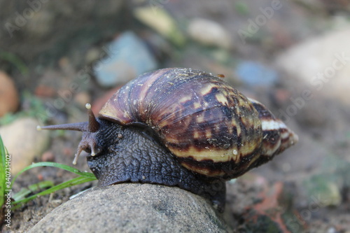 A wild snail in the nature