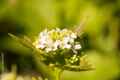 close-up of a white flowering alliara petiolata (knoblauchsrauke) in a forest in germany photo