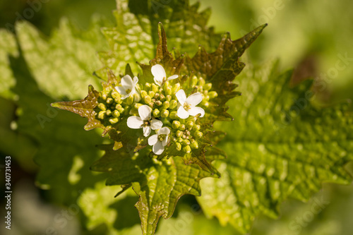 close-up of a white flowering alliara petiolata (knoblauchsrauke) in a forest in germany