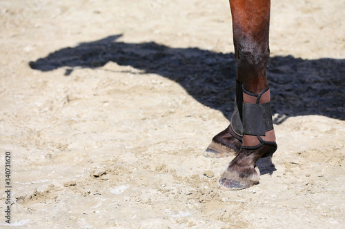 Close up of horse hooves and legs in the arena