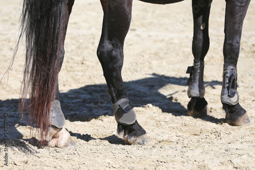 Closeup of the hooves from a horse on race track in the sand