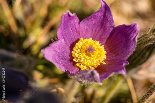 close-up of a purple pasque flower