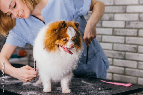 Beautiful pet spitz at hair cutting procedure, at Grooming salon. animals, grooming, drying and styling dogs, combing wool. professional grooming master cuts and shaves, cares for a dog