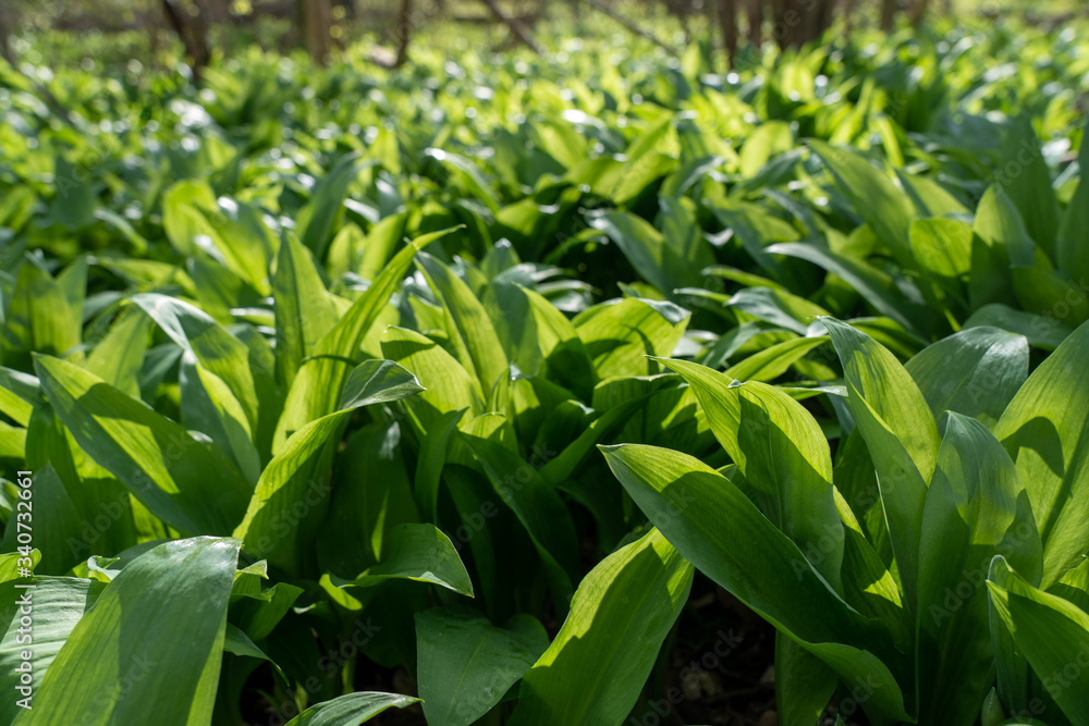 wild garlic growing in springtime in a forest near bad vilbel, hesse, germany wild garlic growing in springtime in a forest near bad vilbel, hesse, germany