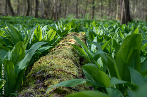 wild garlic growing in springtime in a forest near bad vilbel  hesse  germany