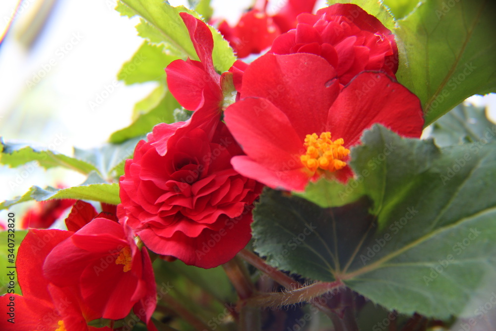 Begonia