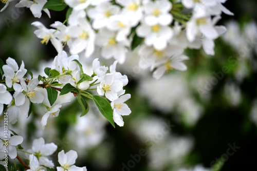 A branch from an apple tree with white blossoming buds. Close up, blurred spring background.