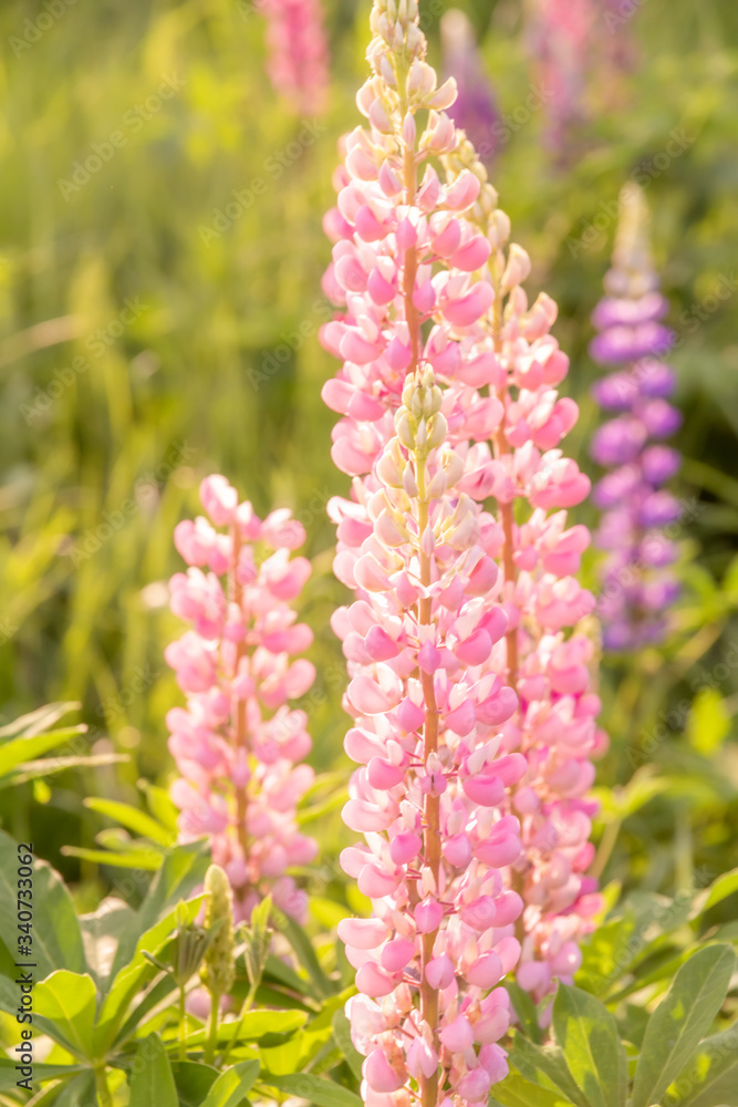 Blooming lupine flowers. A field of lupines. Sunny summer flower background Blooming lupine flowers. A field of lupines. Sunny summer flower background