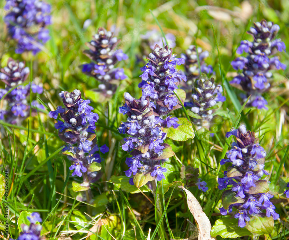 Fototapeta premium Blue field flowers on a field on a sunny day