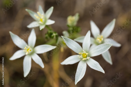 Fototapeta Naklejka Na Ścianę i Meble -  Forest white primroses flowers close-up macro in spring.