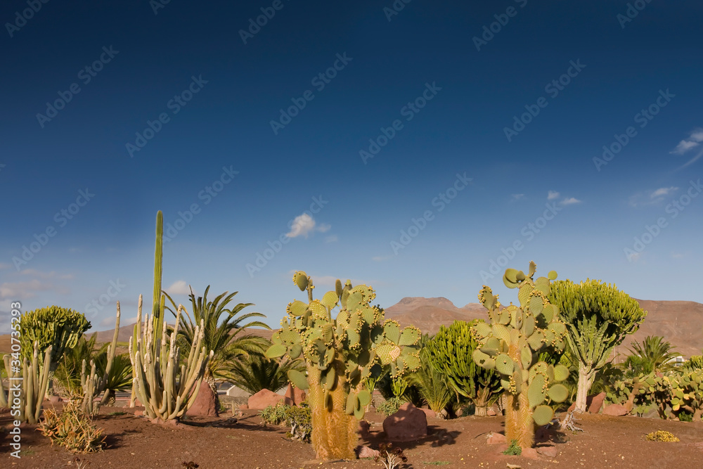 Fototapeta premium Cacti (Cactaceae) in Las Playitas, Fuerteventura, Canary Islands, Spain, Europe