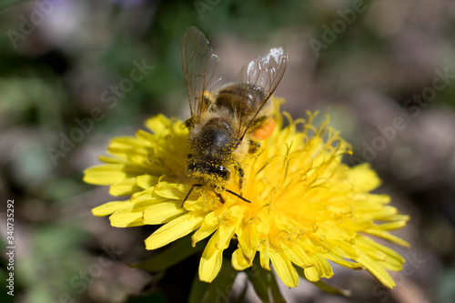 Pszczoła miodna na kwitnącym mleczu. Bee. © ChemiQ