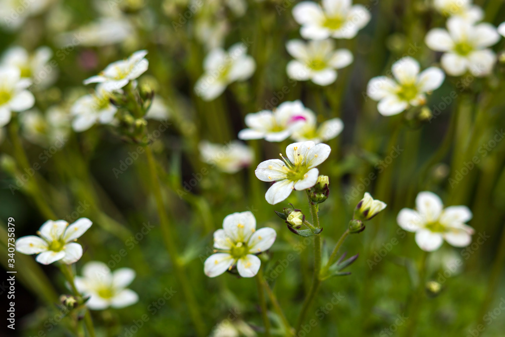 white flowers in a garden white flowers in a garden