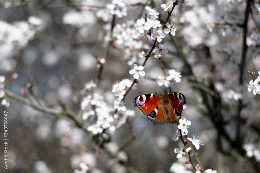Motyl wsród kwitnących kwiatów. Rusałka pawik, Aglais io. - obrazy, fototapety, plakaty 